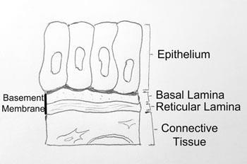 Bazal membran genellikle iki ana katmandan oluşmuştur. 1. bazal lamina Epitel hücrelerine komşu olan katman, a. lamina rara epitel tarafında bulunanı b.