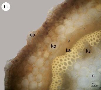 Ortalama± SH Stoma hücre sayısı (1 mm²) 26 36