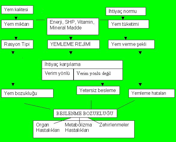 Yemleme programı ve sağlık