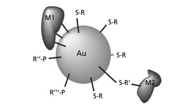 Şekil 2. Altın nanopartiküllere yüzeyden tutturulmuş M1 ve M2 ligandları James F. Hainfeld ve ark.