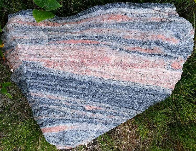 A sample of migmatitic gneiss. Nyelv, Finnmark, Norway.