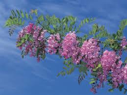 Robinia