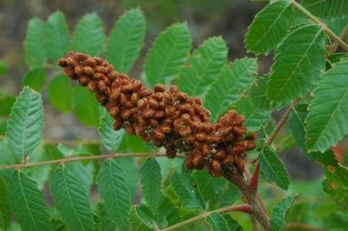 Rhus