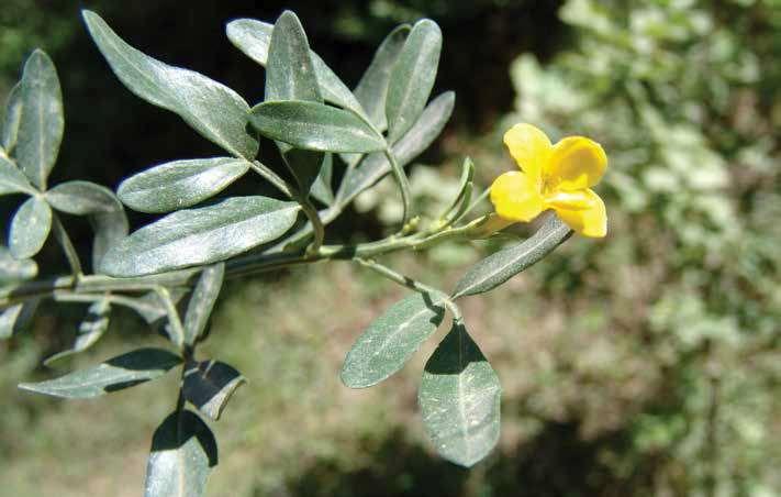 Jasminum fruticans: