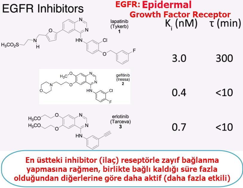 devam edebilecektir. Ancak cetuximab ilacı, ADAM 17 yi inhibe eden (bloke eden etkisini engellyen) bir ilaç ile birlikte verildiğinde kanser hücreleri ölüyor.