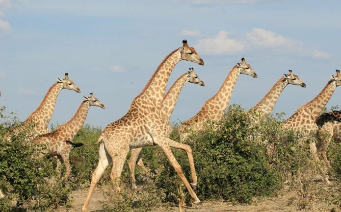 Özellikle filleri ile ünlü olan parkta Afrika da görebileceğiniz en büyük filler bulunuyor.