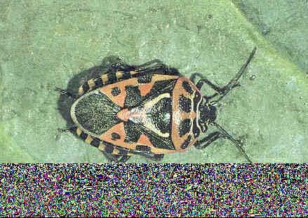 Tür: Eurydema ventrale Klt. (Geniş lahana piskokuluböceği) yassı ve genişçe vücutlu olup boyu 8-9 mm kadardır. Vücudun üzeri siyah, kırmızı ya da açık renkli lekelerle süslüdür.