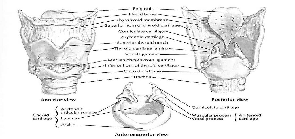 kıkırdak yapısı bulunur. Tek olanlar; epiglottis, thyroid (C5 seviyesi) ve krikoid (C6 seviyesi) ve çift olanlar da; aritenoid, kornükülat ve küneiform kıkırdaklardır (Şekil 3).