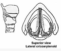 2- Abduktorler: Posterior krikoarytenoid kas larinksin tek açıcı kasıdır; soluk alma sırasında glottisi açar (Resim 5).