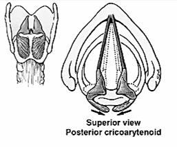 Şekil 4: Addüktör kaslar Şekil 5: Abtüktör kaslar Larinksin kanlanması a.(arteria) tiroidea superior ve a.tiroidea inferior aracılığı ile gerçekleşir. Larinks, n.(nervus) vagus'un iki dalı olan n.