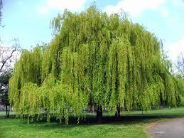 Salix