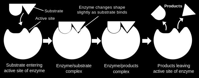 5 Şekil 1.1. Anahtar kilit modeli Kinetikler, enzim mekanizmalarının çalışması için önemli bir yöntemdir. Birçok enzim ortak bazı kinetik özelliklere sahiptir.