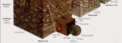kayanın ayrışması ile oluşan toprak miktarı arasında dinamik bir denge vardır.