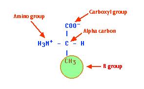 Amino asitler, hem bir asidik (-) hem de bir bazik gruba (-NH 2 ) sahip olduklarından, amfoter bileşiklerdir. Bunlar çözeltilerinde elektriksel yüklü moleküller halindedirler.