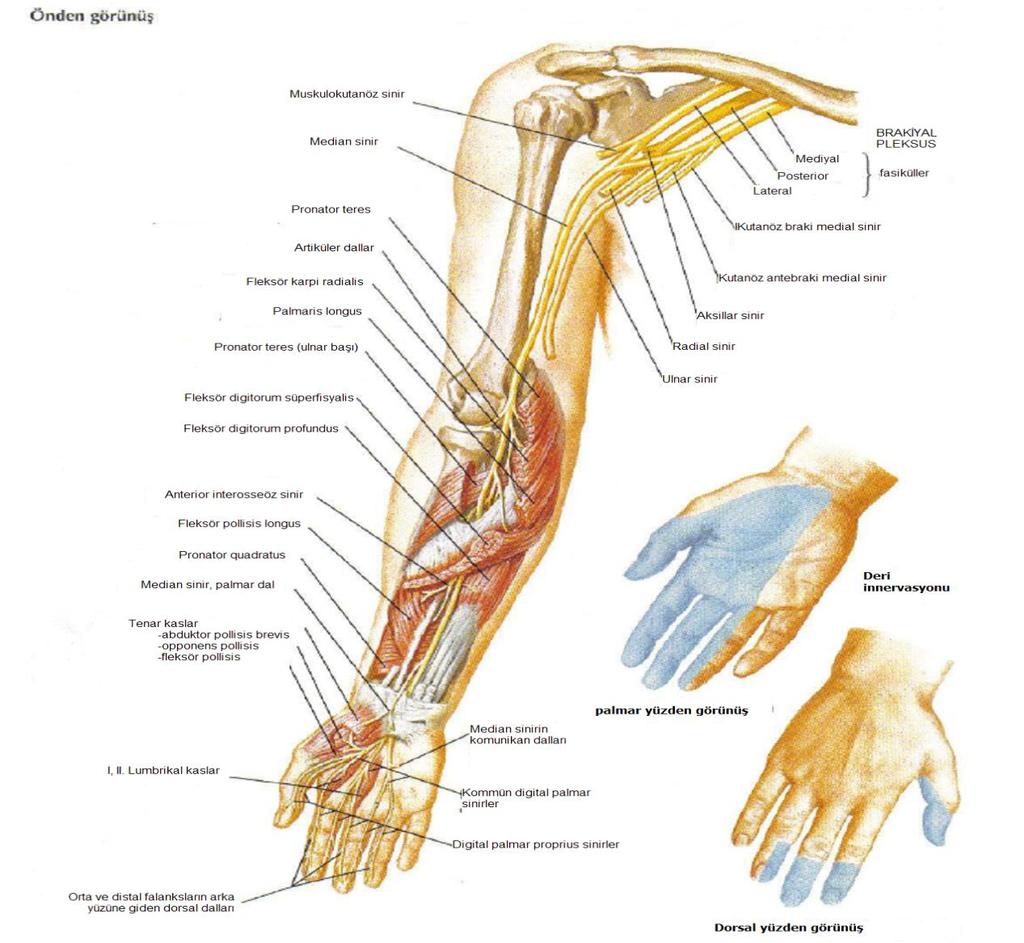 2.2. Median Sinir Anatomisi Median sinir (C5-T1) brakiyal pleksusun mediyal ve lateral fasikülleriden gelen köklerin aksiller arterin önünde birleşmesiyle meydana gelir.