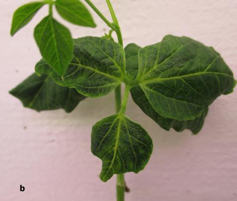 BCMV ile inokule edilen fasulye bitkilerinde yapraklarda mozayik, küçülmeler, şekil bozukluğu, damar bantlaşması, damarlarda renk açılması şeklinde belirtilerin oluştuğu bildirilmiştir (Drijfhout,