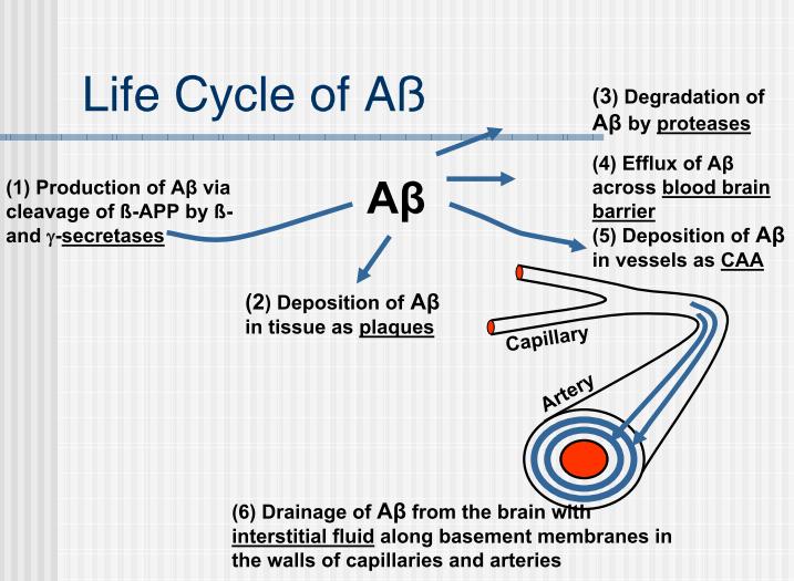 β -amiloid siklusu 1- β-app nin βve ϒ sekretazlar tarafından parçalanması ile oluşur 3- Aβ proteazlar ile degrade olur 4- Aβ kan beyin bariyerinden geçer 5- Aβ