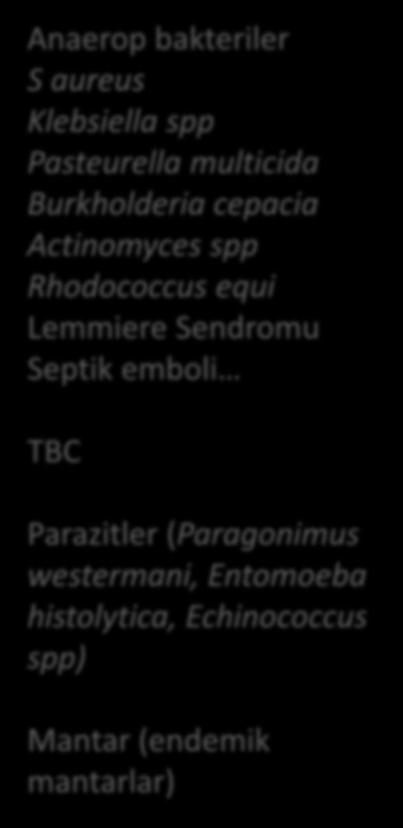 Sendromu Septik emboli TBC Parazitler (Paragonimus westermani,