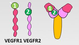 ANTİVEGF Etki mekanizması Mol.