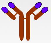 fragmanı 48 kda AFLİBERCEPT BEVACİZUMAB Anti VEGF A (tüm