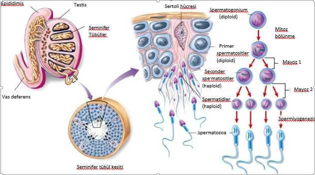 Spermatogenezis, luteinizan hormon (LH) tarafından uyarılan Leydig hücrelerinde üretilen testosteron ve FSH nın Sertoli hücreleri ve germinal epitel üzerine olan etkilerine bağımlı bir süreçtir ve Y