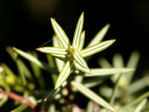 Juniperus