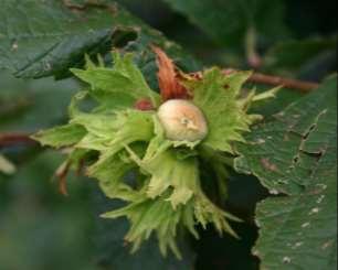 Corylus