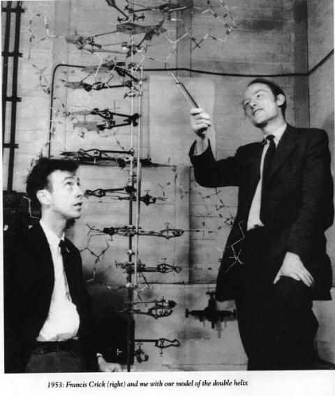 DNA nın Keşfi 1953 yılında James Watson ile Francis Crick DNA nın çift sarmal yapısını keşfettikten (1962 yılı Nobel ödülü) sonra