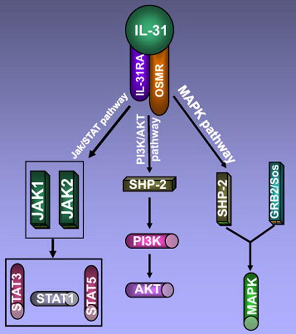 Reseptör; (IL-31RA+OSMR*) (keratinosit, epitelyal hücre,