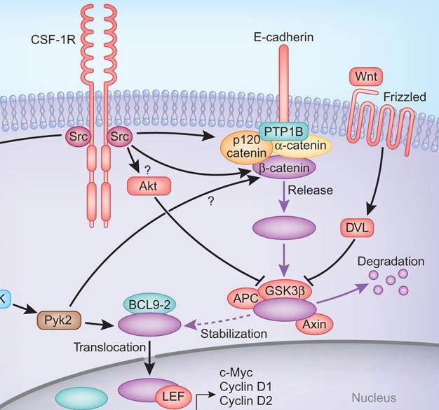 Reseptör: CSF-1R Monosit proliferasyonunun indüklenmesi