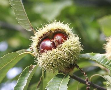 Castanea sativa