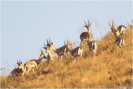 Toros yer sincabı