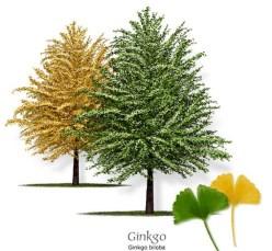 Ginkgo biloba L. Türkçe adı: Mabet ağacı, Japon eriği Drog Adı: Ginkgo folium (Ph.E.