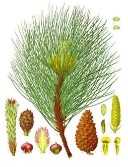 25 26 Cins: Pinus (Çam) Uzun ve kısa sürgünler taşır Yaprak dökmeyen, iğne yapraklı, çok geniş yayılışlı orman ağaçları Kısa sürgünler 2-5 yaprak taşır Yapraklar demetler halinde, demetin tabanı kısa