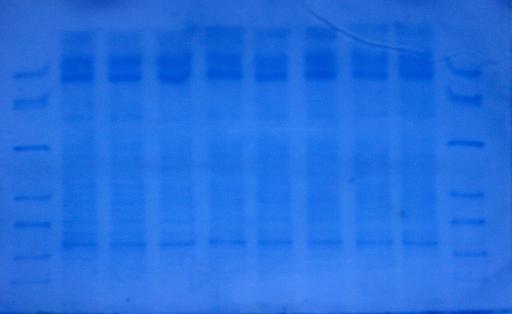 (Çağlarırmak ve Ünal, 2006; Çağlarırmak, 1999; Bietz ve Huebner, 1987; Bietz, 1983). Konvansiyonel ve organik un örneklerimizde protein kalitesi bakımından kalitatif farklılık gözlemlenmemiģtir.