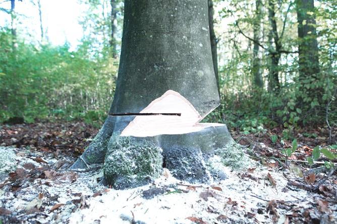 Ormancılıkta Kesim Teknikleri Kesim Çapı Testere Levha Uzunluğundan Küçük  Olan Gövdelere Uygulanan Kesim Teknikleri Normal - PDF Ücretsiz indirin