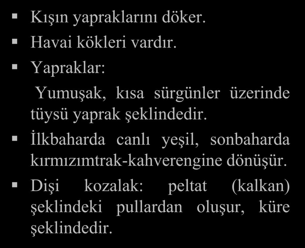 Taxodium Bataklık Servisi Kışın yapraklarını döker. Havai kökleri vardır.