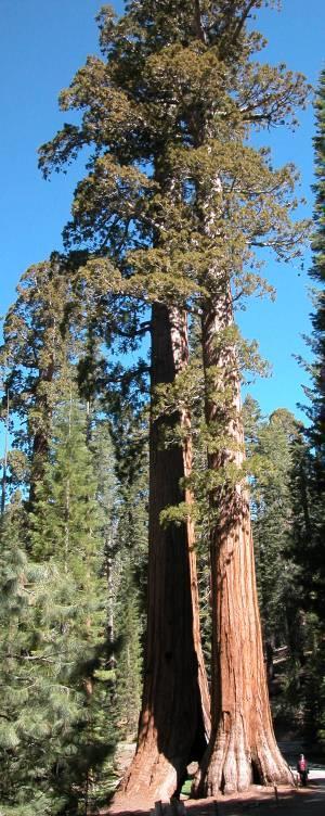 Sequoiadendron giganteum Taxodium