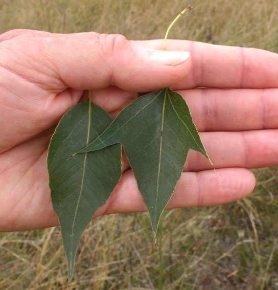 (alt sağ) yaprak değişimi Eucalyptus polyanthemos,