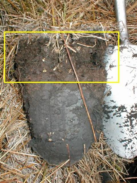Bu toprak dilimi ıslak bir alandan alınmıştır. İlk 10 cm parçalanma aşamasındaki organik maddedir (sarı kutu içinde).