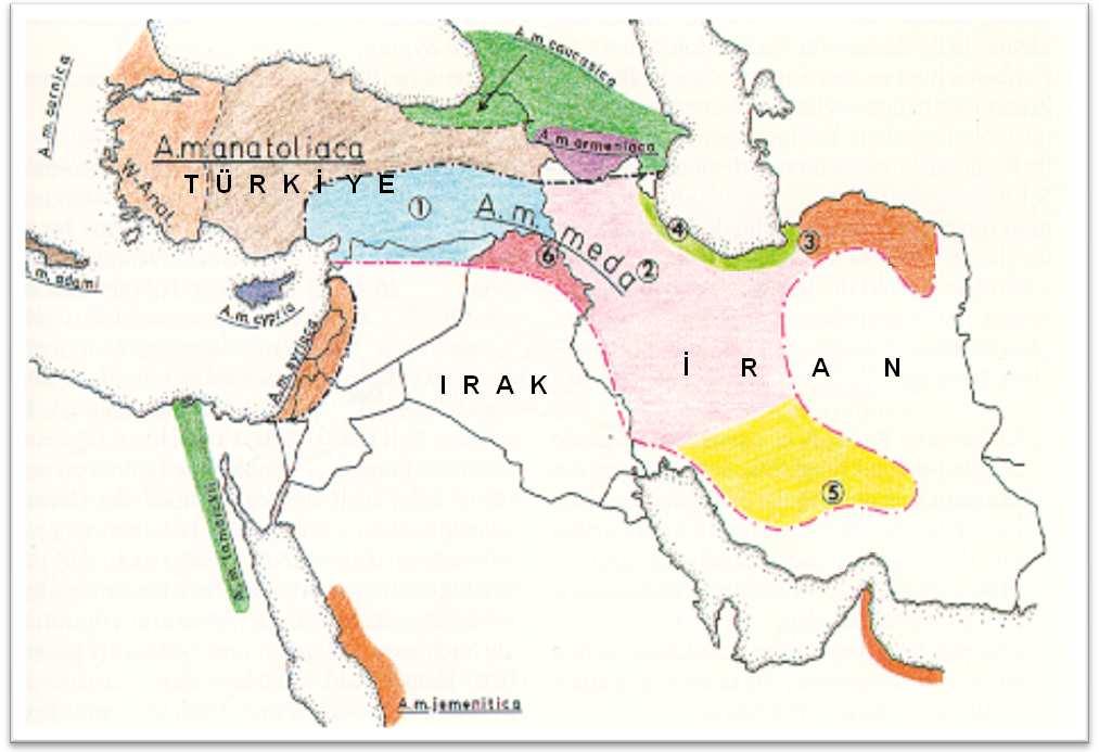 Şekil 1.5 Ortadoğu O kolu alttürlerinin dağılımını gösteren harita (Ruttner 1988 den değiştirilerek alınmıştır) Şekil 1.