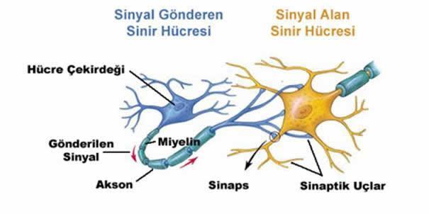 Şekil 2.4 te biyolojik sinir hücresinin genel yapısı gösterilmektedir. Şekil 2.4 Biyolojik sinir hücresi yapısı (http://yaratilis.