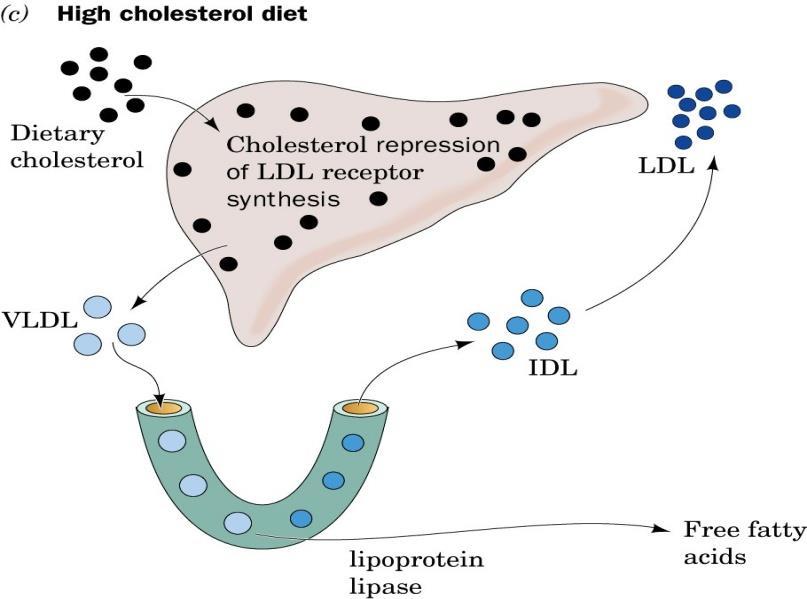 Yüksek kolesterol diyeti LDL reseptörlerinin