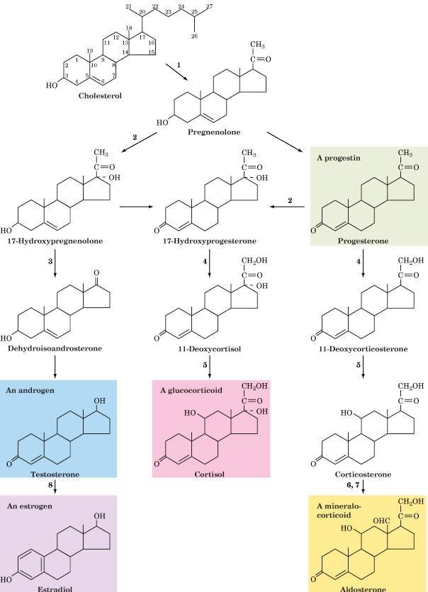 Steroid hormonlar Kolesterold en köken alırlar 1) P450 SCC + ACTH (c-amp) + Angiotensin II gerekir.