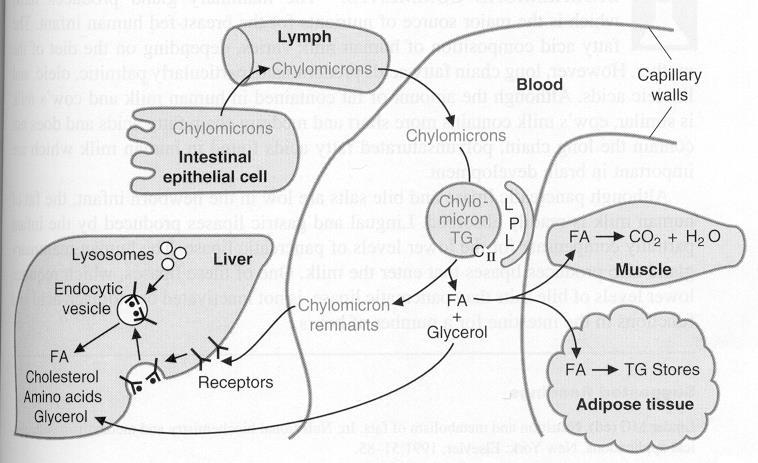 Şilomikronlar, aktive olan lipoprotein lipaz (LPL) etkisiyle trigliserid içeriğinin çoğunu kaybeder ve daha küçük çaplı şilomikron kalıntılarına dönüşürler.