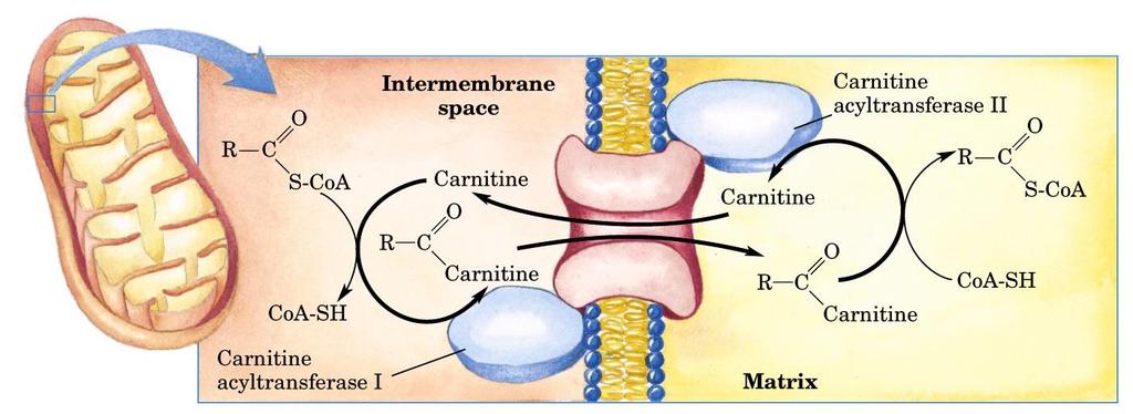 Yağ asitlerinin aktivasyonu ve mitokondrial matrikse taşınması CACTI Karnitin akiltransferaz I (aka carnitin palmitoil transferaz I - CPTI) - mitochondrial iç membranda (IMM) yer alır - malonil-coa