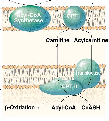 Yağ asitleri Yağ akil-coa CoA-SH Dış mitokondrial zar Akil-CoA sentetaz Karnitin Akil-karnitin İç