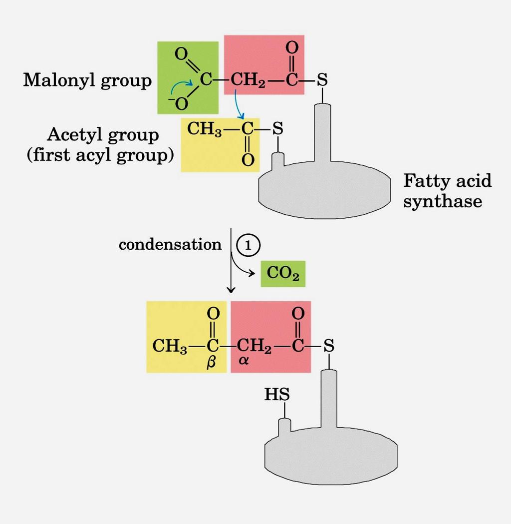 Kondenzasyon Malonil grup Akil grup (ilk akil grup) KS Yağ asidi