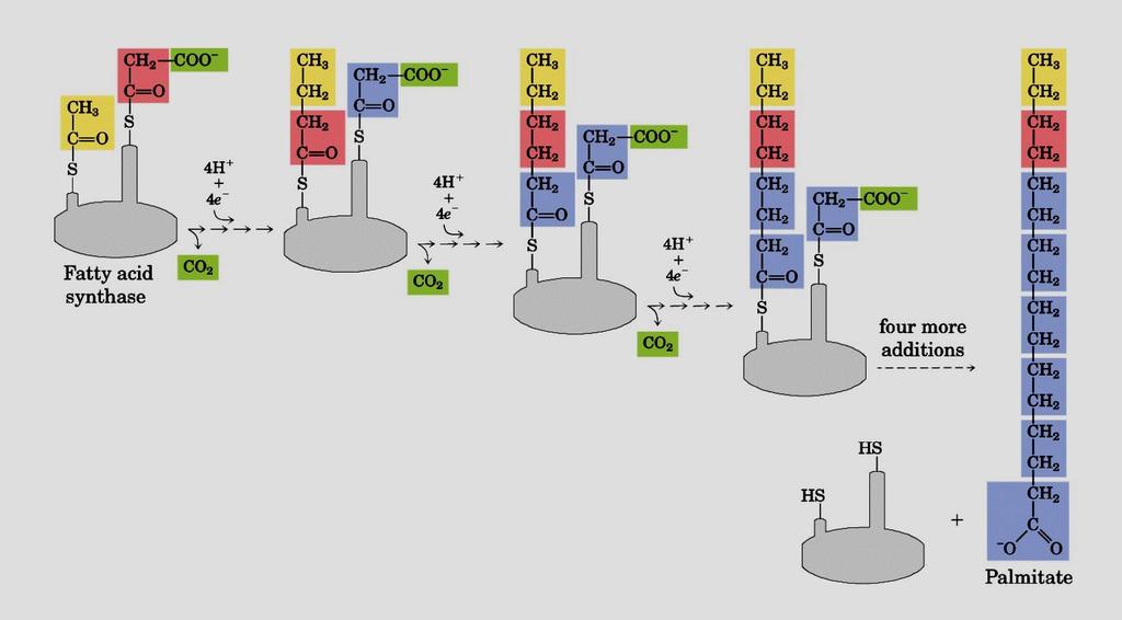 Yağ asidi Sentaz katalizörlüğünde Palmitik asit sentezi Yağ asidi
