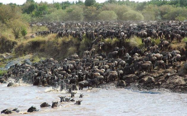 3.Gün : Masai Mara Sabah erken saatte atıştırmalıklar ile güne başlıyor ve sabah safarisi için otelden ayrılıyorsunuz.